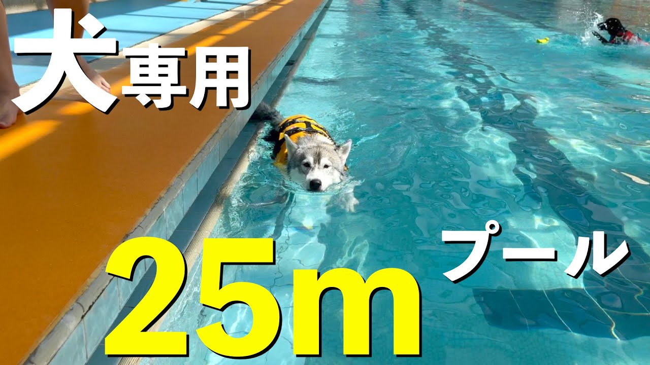 巨大プールでついに泳ぎを習得したシベリアンハスキー
