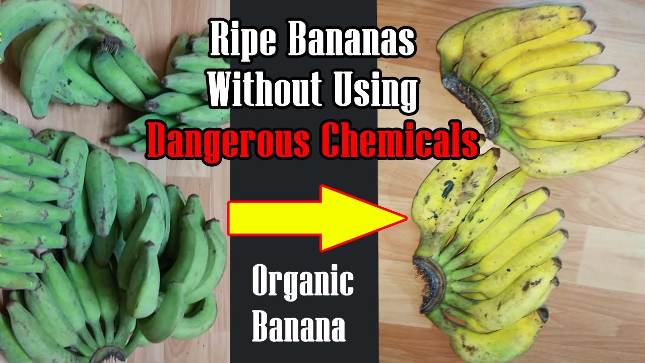 How to Ripe Bananas without using Dangerous Chemical | Simple Organic Methods to Ripe Banana at home