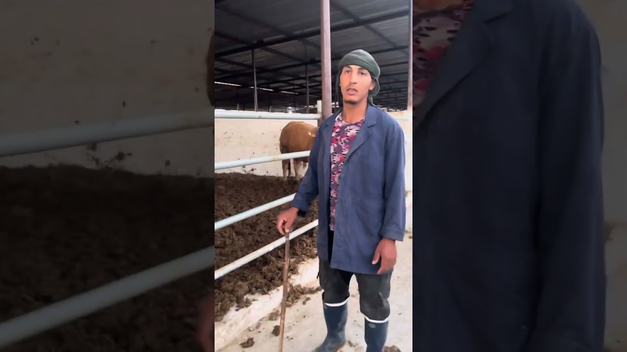 يوميات في الضيعة:عجول ليموزين عند المسكيني نوردين قرب الدروة ومديونة مرحبا بالمتابعين الجدد🥳🥳