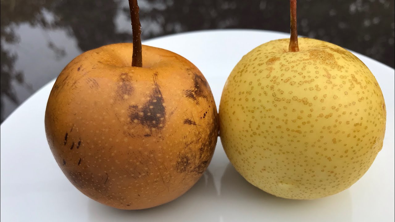 Сравнение азиатских и наших груш. Полное сравнение внешнего вида и вкуса Shinseiki и Kumoi.