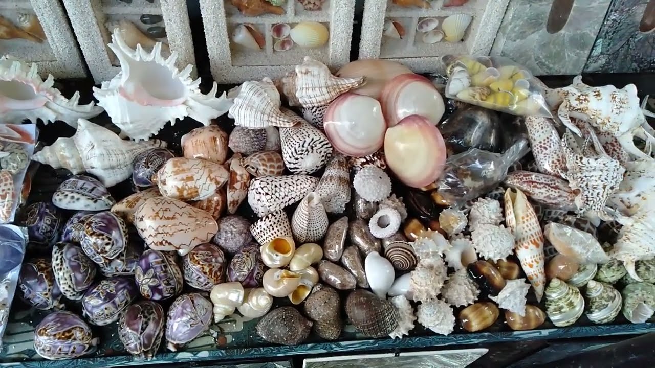 Cangkang Keong & Kerang Laut di Tanah Lot Bali