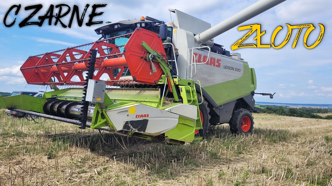🇵🇱|4K|ŻNIWA RZEPACZANE 2023⭐CZARNE ZŁOTO⭐CLAAS LEXION 530⭐ZETOR⭐MASSEY FERGUSON⭐4 x PRONAR⭐