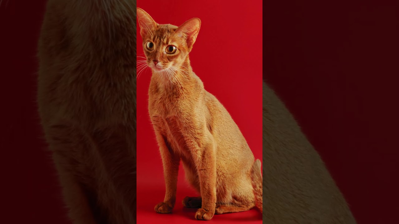 The Amazing Abyssinian Cat: What Makes This Breed So Special?