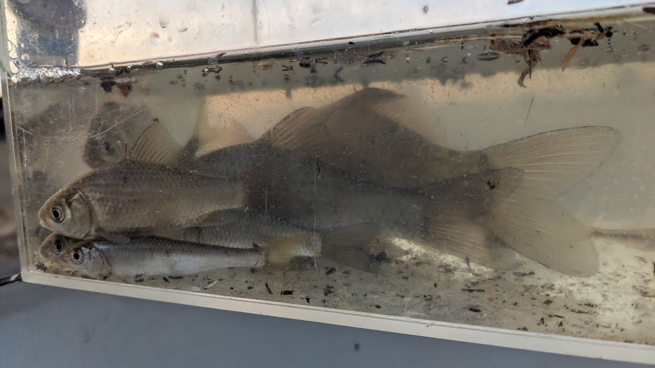 3目の魚釣れだしたよ　埼玉【春日部市】