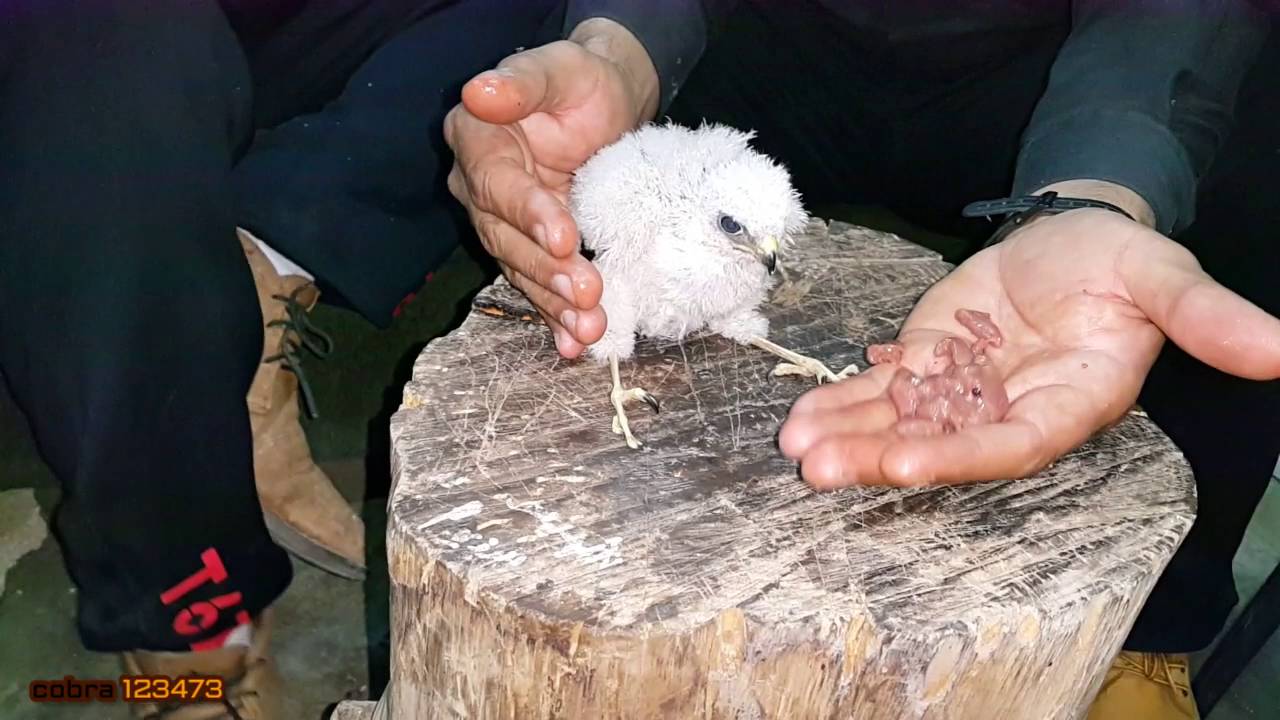 بعد ان اكتشف مكان عش الصقرمع جمال العمواسي
