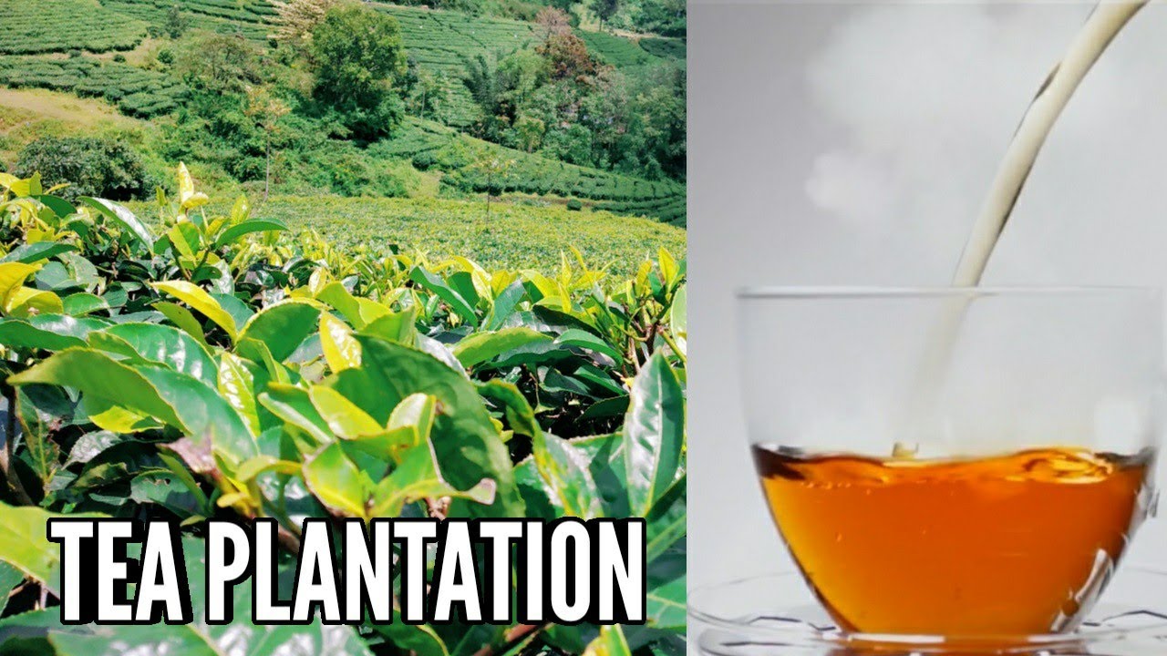 Tea plantation | Tea production process | Tea plant growing