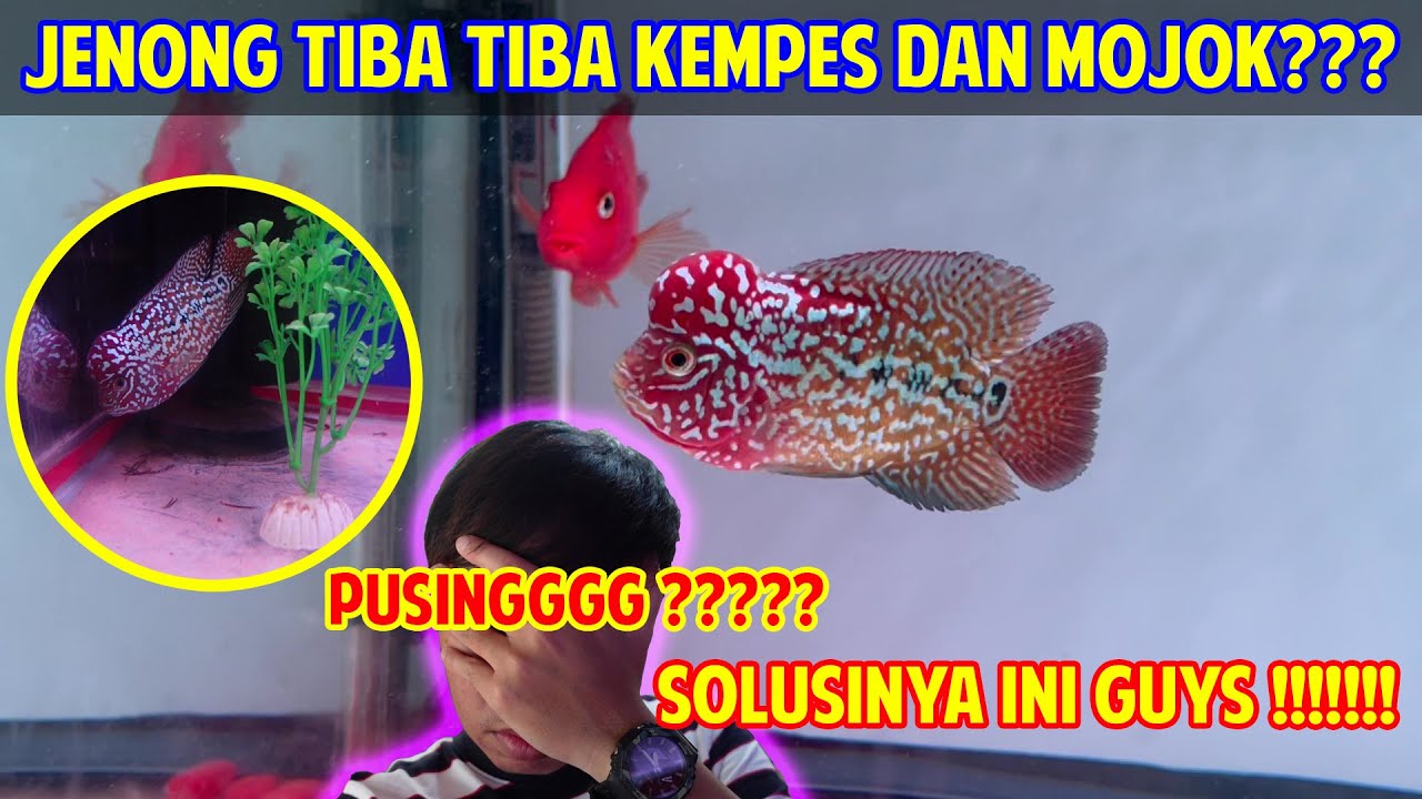 IKAN LOUHAN JENONG KEMPES,MOJOK DAN TIDAK MAU MAKAN ?? SOLUSINYA ??