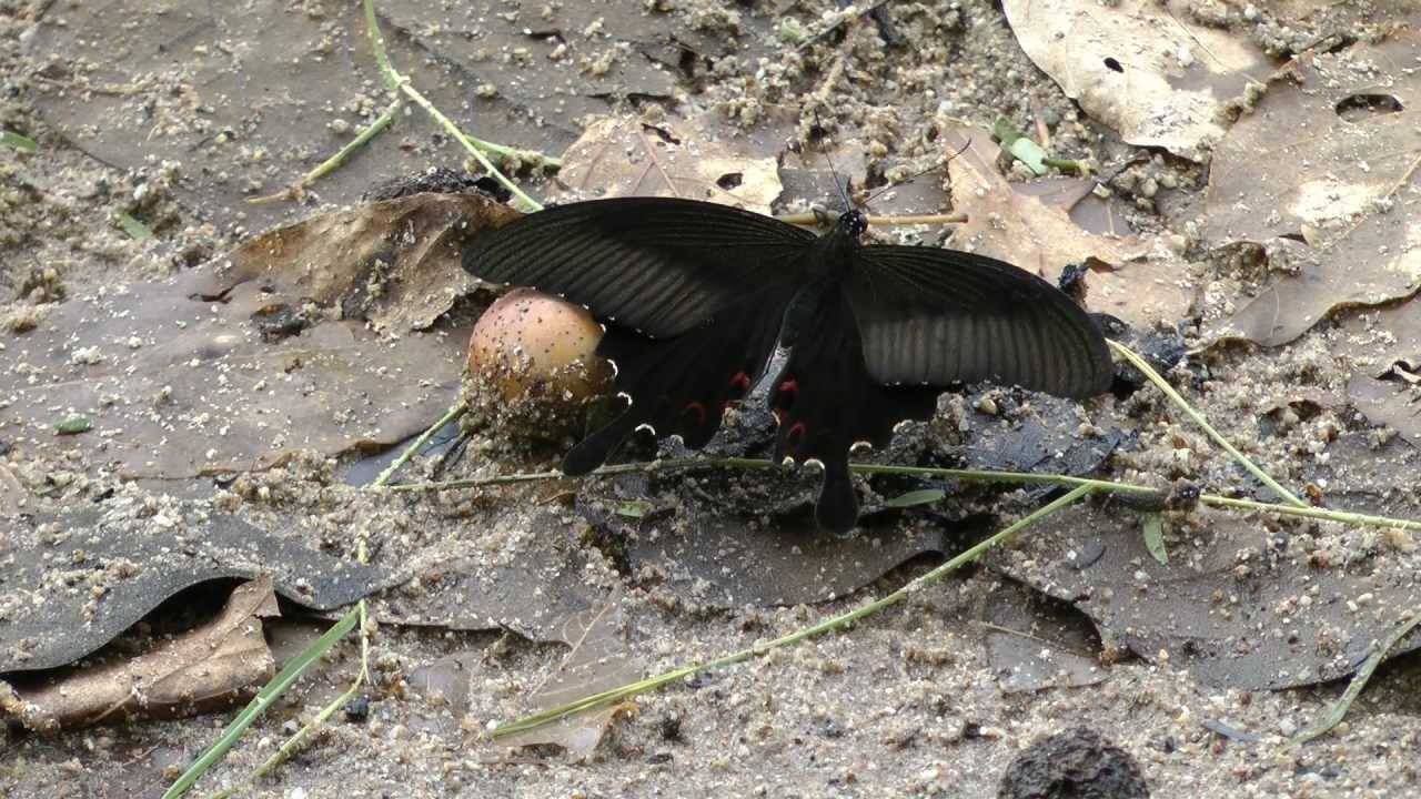 Butterflies of Thailand Part 1 HD