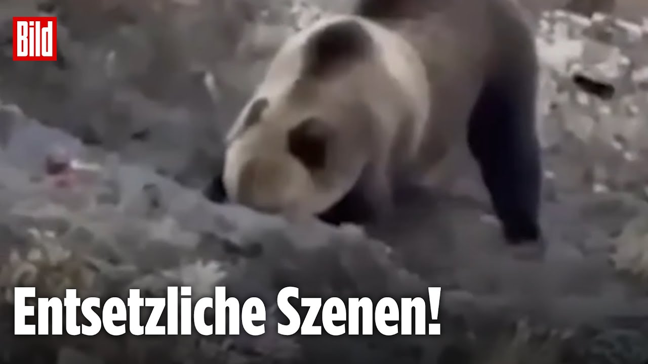 Russland: B&auml;r buddelt Gr&auml;ber auf und frisst Leichen