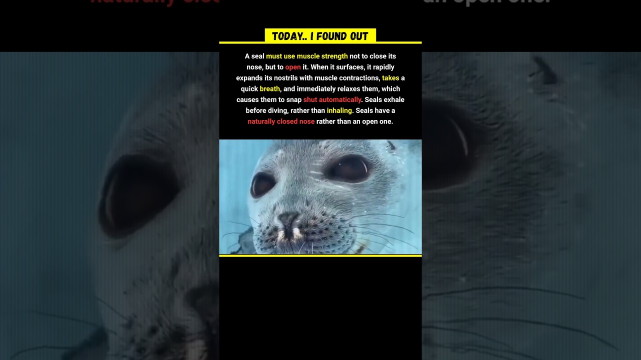 Why Seals's Nose Is Naturally SHUT  🦭