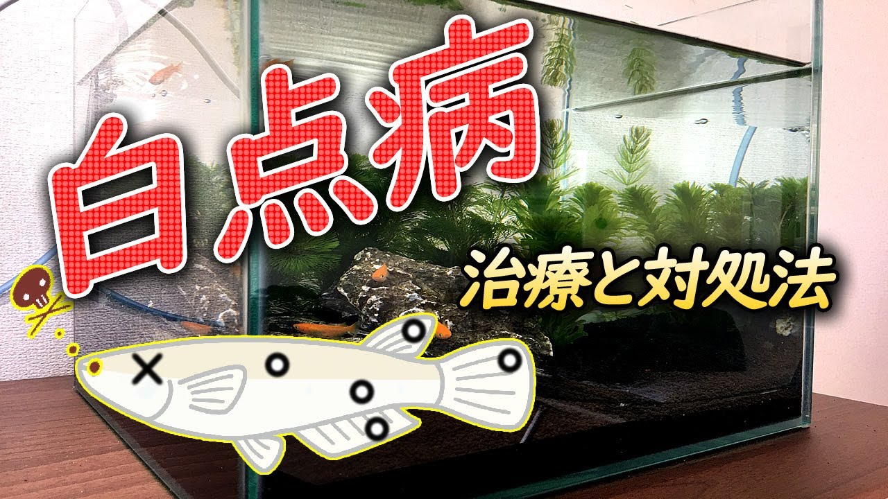 【白点病】メダカや熱帯魚のヒレや体表に白い点【原因と治療（対処法）】