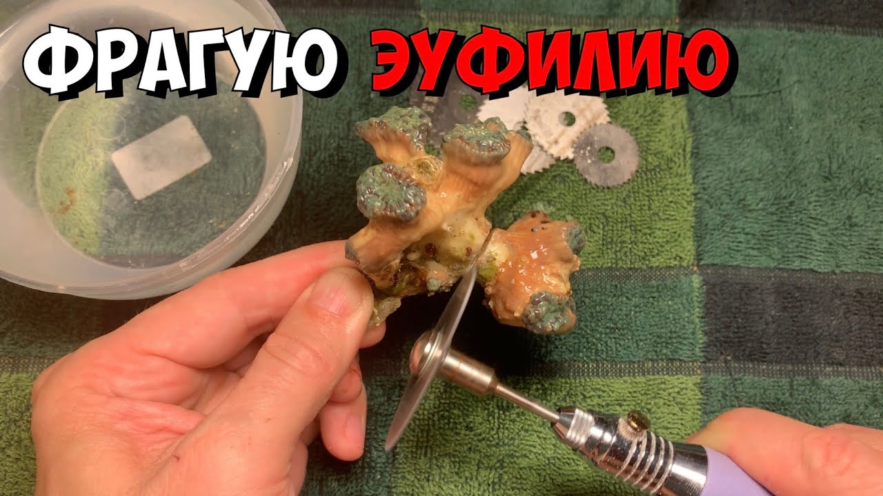 Фрагую LPS | Эуфилию (Euphyllia)
