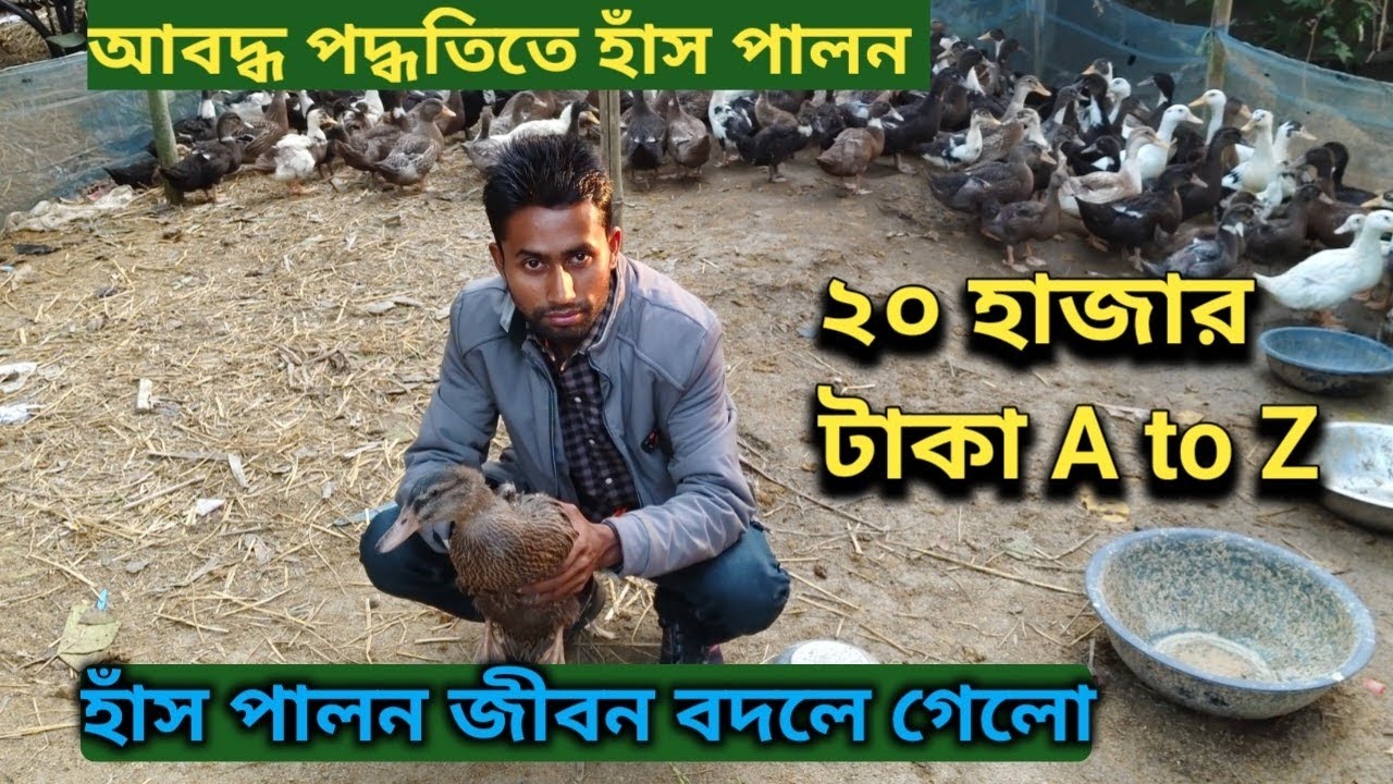 আবদ্ধ পদ্ধতিতে হাঁস পালন ২০ হাজার টাকা A to Z | Broiler Duck Farming || Golam Mix Volg Bangla Video 