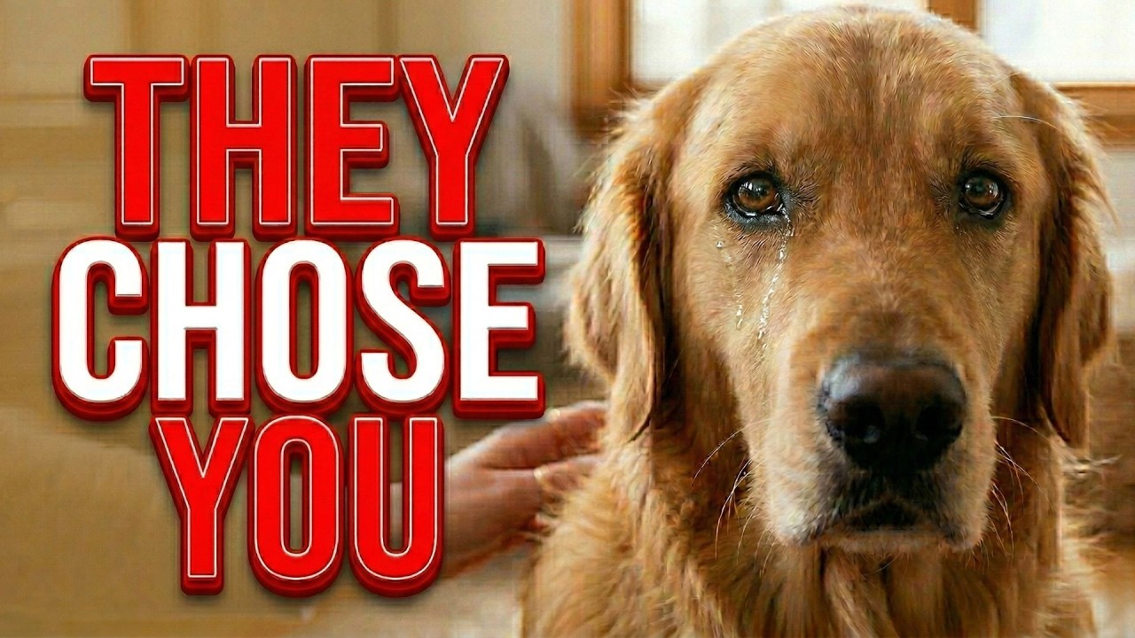 Your Dog Cries When It Sees You. Science Just Proved It. 😭🐶