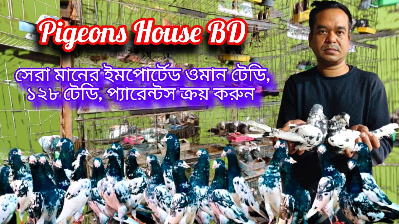  #ওমান টেডি#১২৮ টেডি#ডবল আলিওয়ালা 35#কেটিএম টেডি#কানটে ওয়ালা টেডি# প্যারেন্টস ও বেবি ক্রয় করুন,  