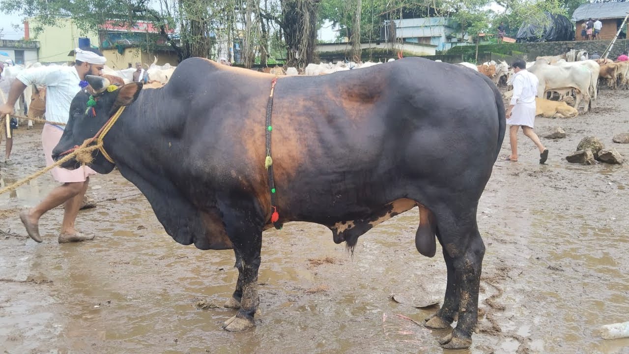 പാലക്കാട്‌ കന്നുകാലി ചന്തയിലൂടെ ഒരു യാത്ര