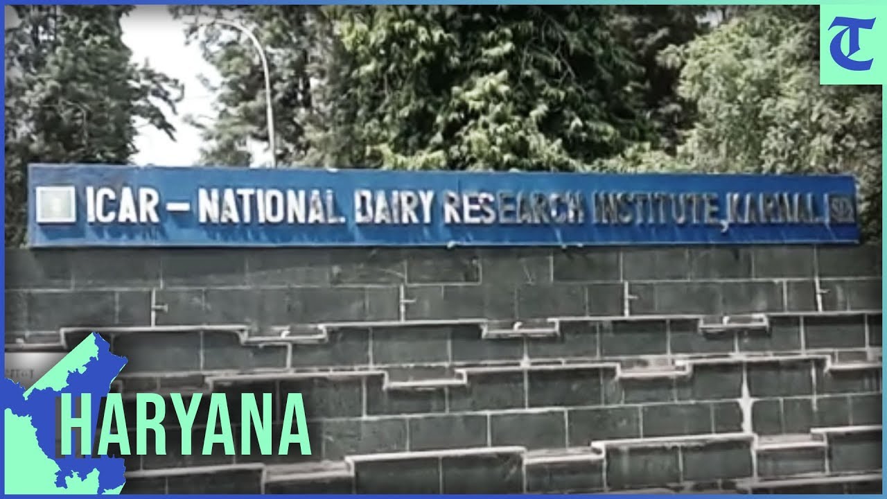 Haryana | 38 buffaloes die at National Dairy Research Institute in Karnal