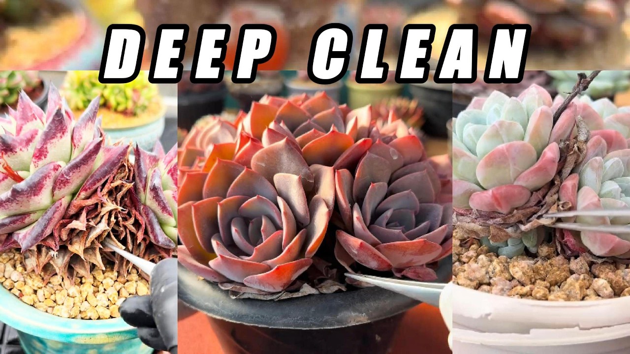 ULTRA CRUNCHY Succulent Deep Clean 🌵 Most Satisfying Dry Leaf Removal ASMR (No Talking)