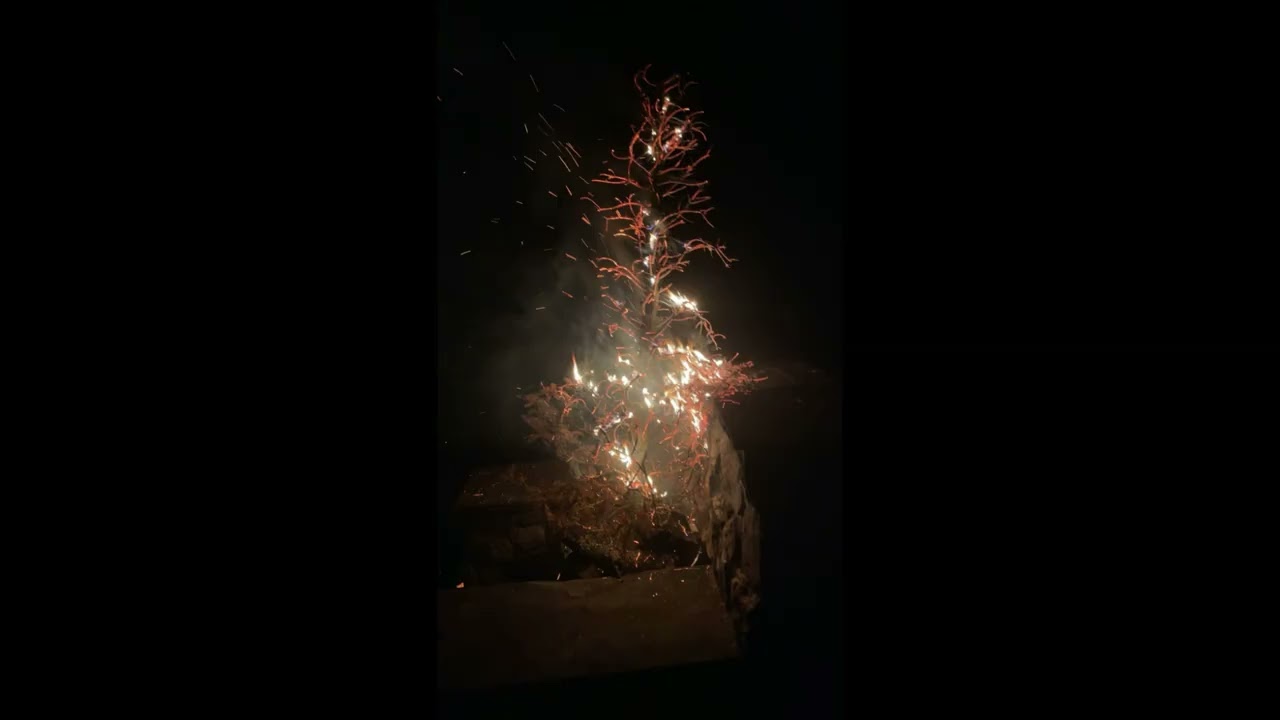 BURNING TREE BREAKCORE SPECIAL