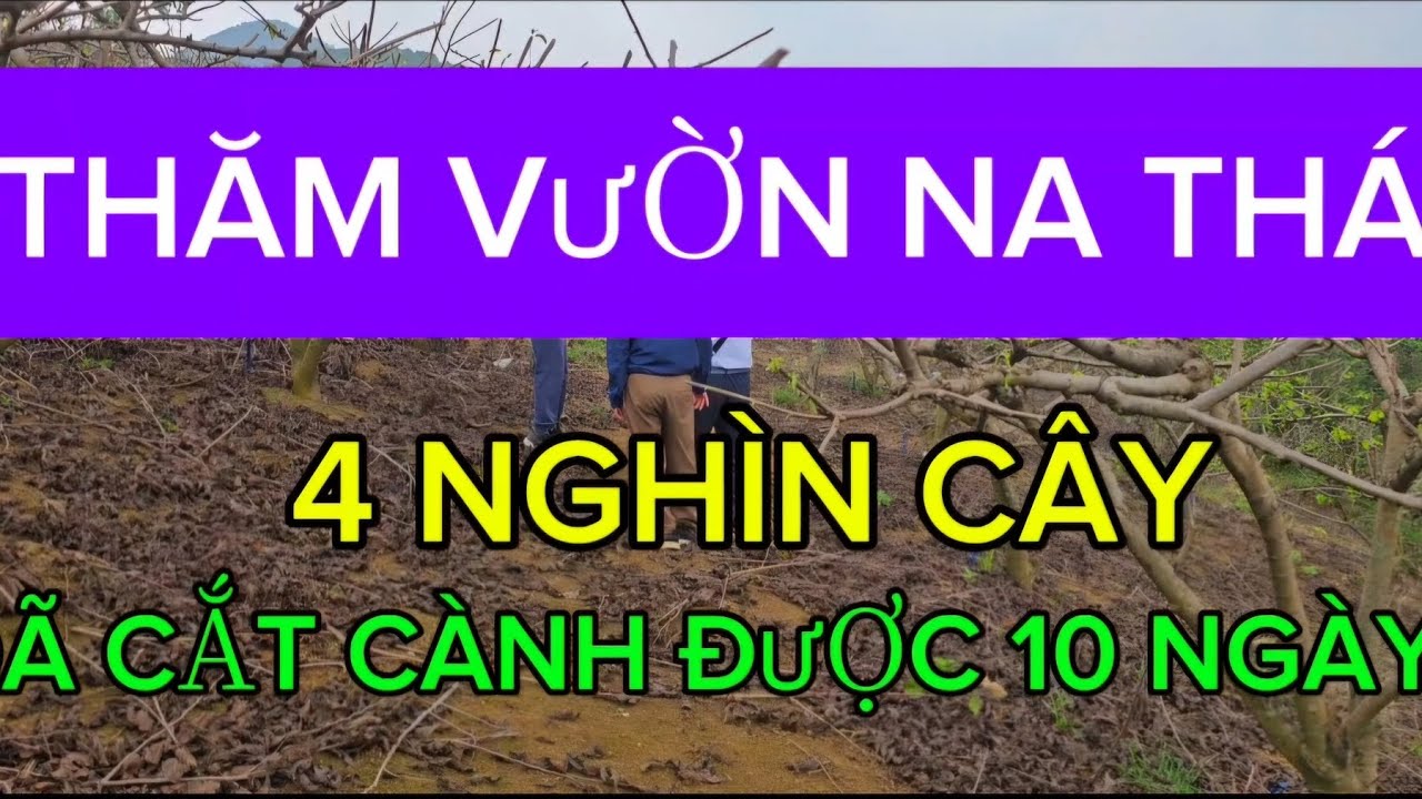  Na thái sau khi cắt cành được 10 ngày sẽ ra sao?