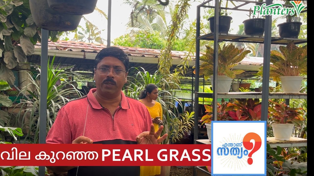 വില കുറഞ്ഞ പേൾ ഗ്രാസ്  വാങ്ങുന്നതിനു മുൻപ് ഇത് കാണുക . Call : 85920 70707