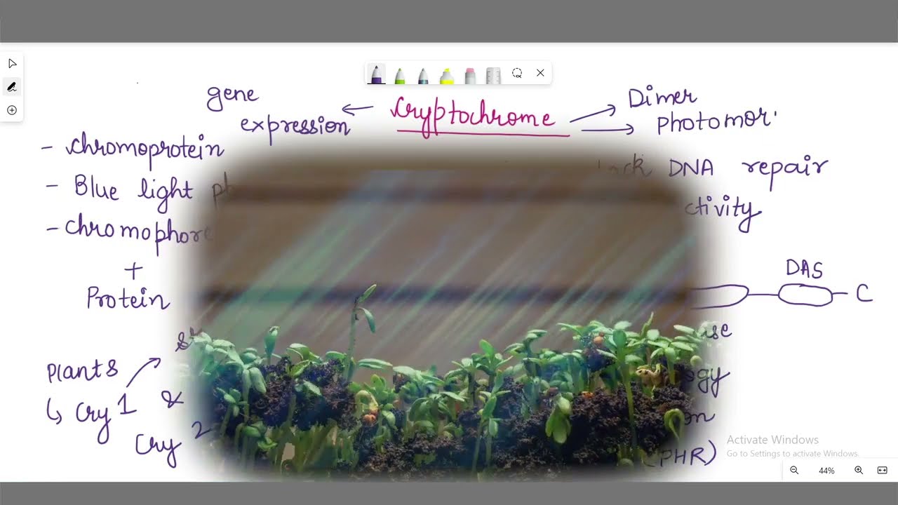 Cryptochrome (Plant Physiology) | #csir   #csirnet   #ntaugcnet