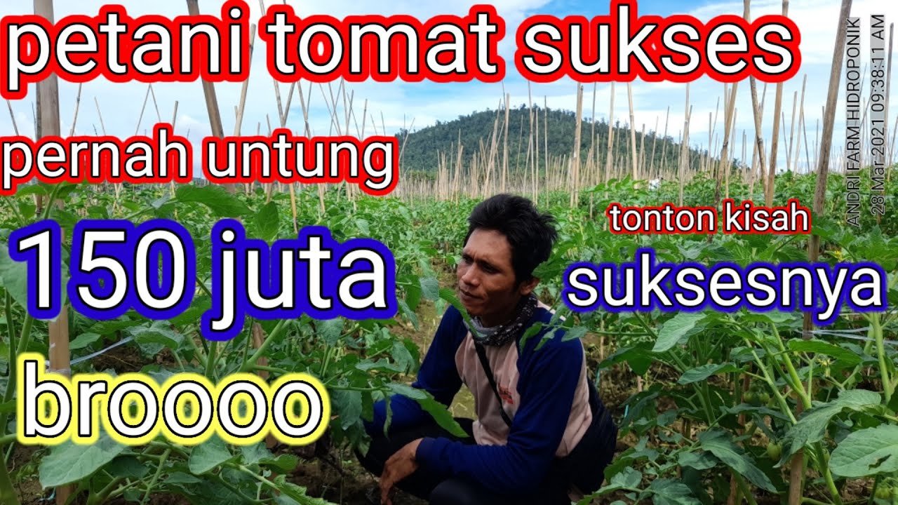 Viral!!! kisah inspirasi || petani tomat sukses raih untung 150 juta