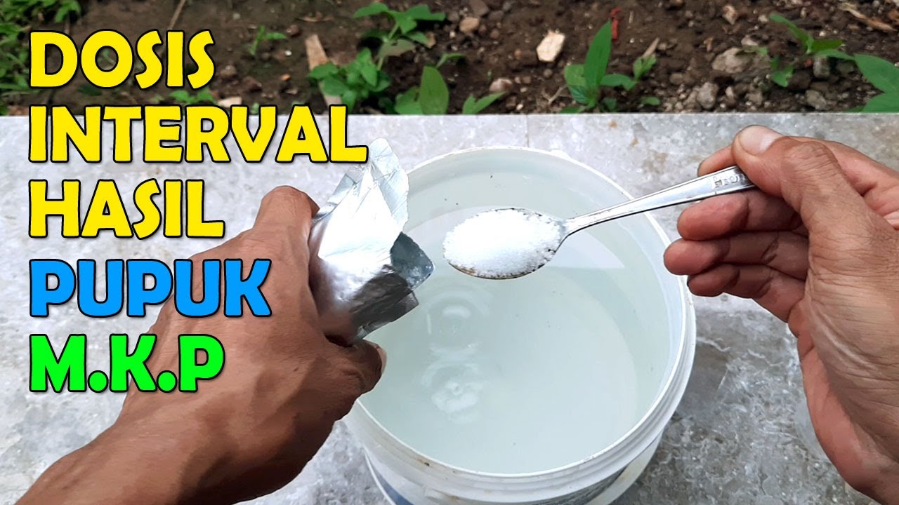 Dosis, Interval & Cara Pemberian Pupuk MKP Kocor Untuk Tanaman