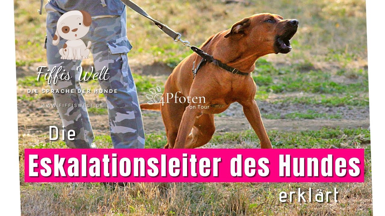 Die Eskalationsleiter des Hundes