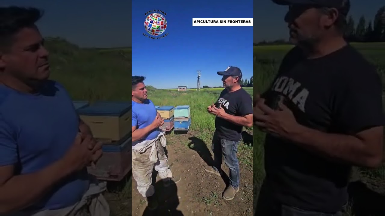 Como se ponen las colmenas y donde en una plantacion de canola luego de hablar con el agricultor