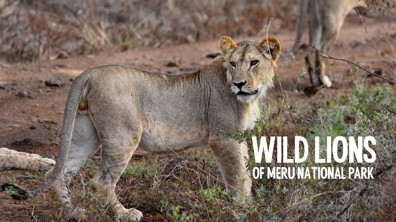 Wild lions of Meru National Park