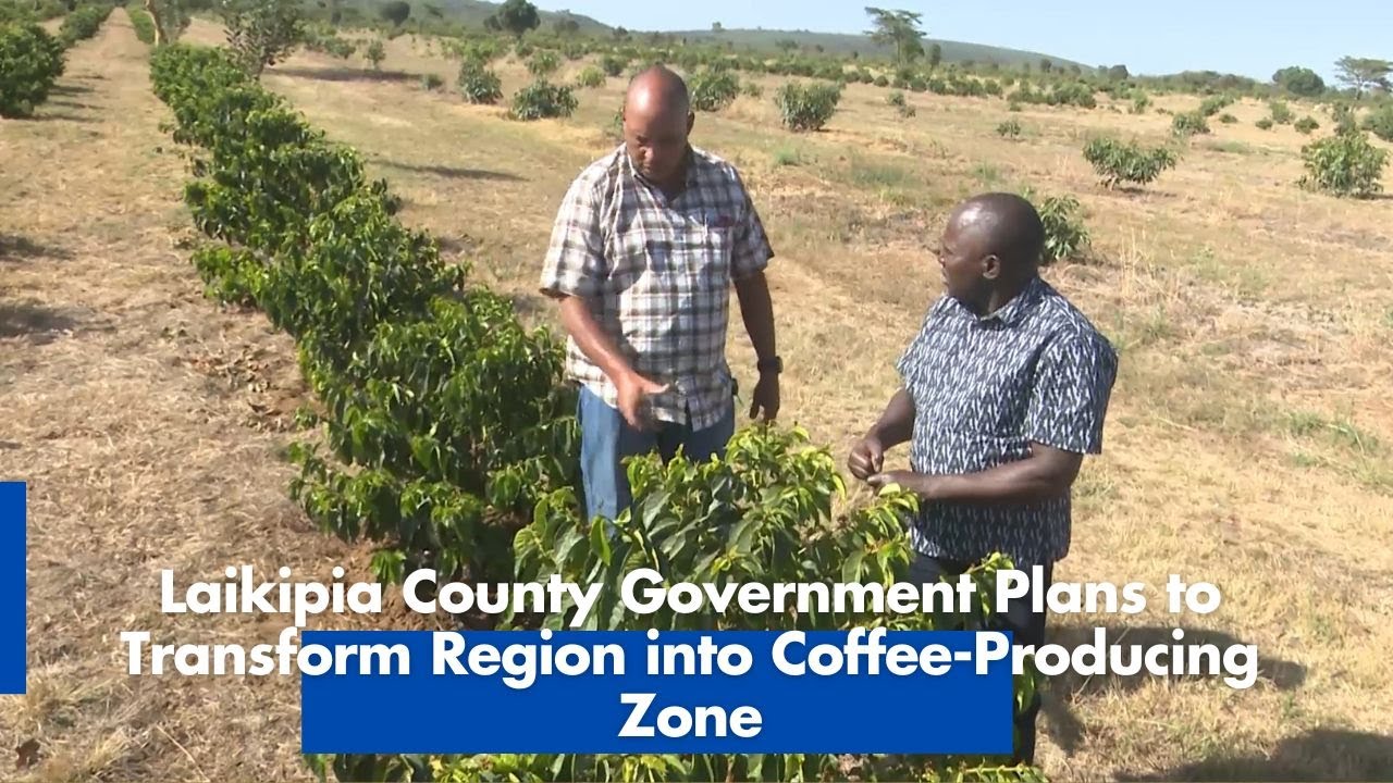 Laikipia County Government Plans to Transform Region into Coffee Producing Zone