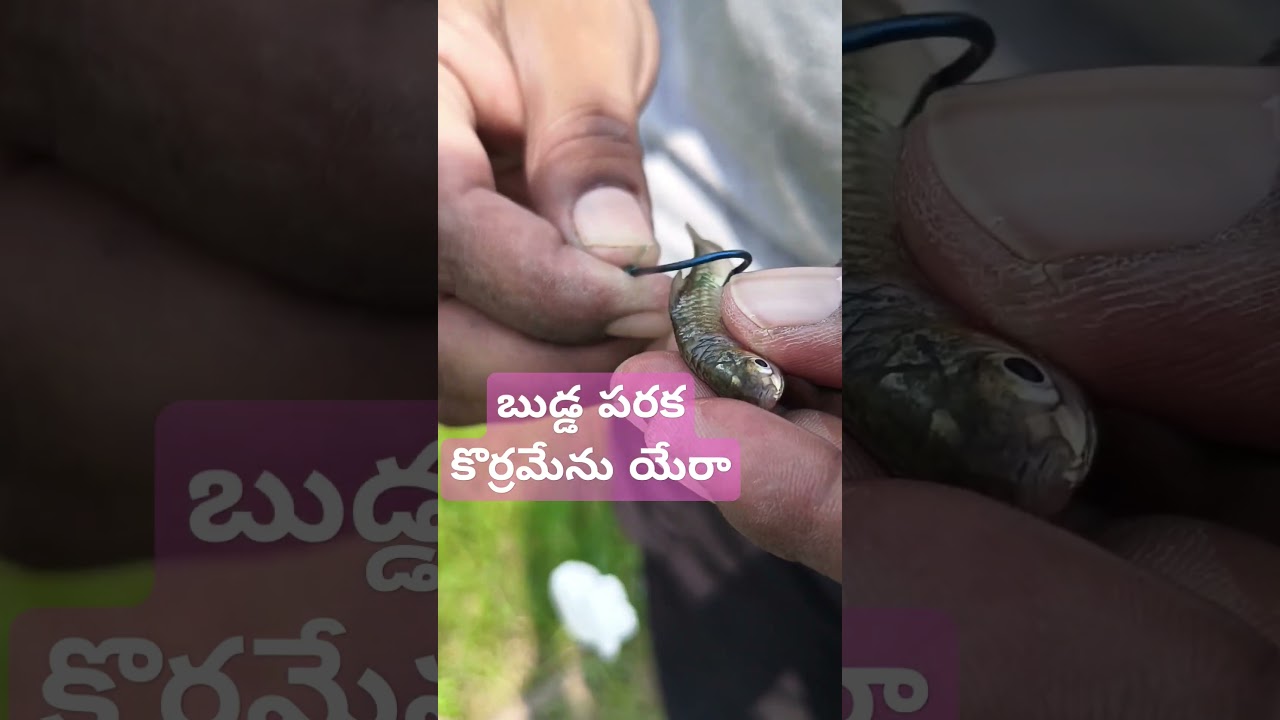 Korramenu(SneakHead Fish)Trap is Ready|| #fishing #fish #fishbait #fisherman