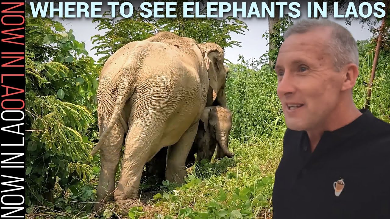 How To See Elephants in Laos in Their Natural habitat | Now in Lao
