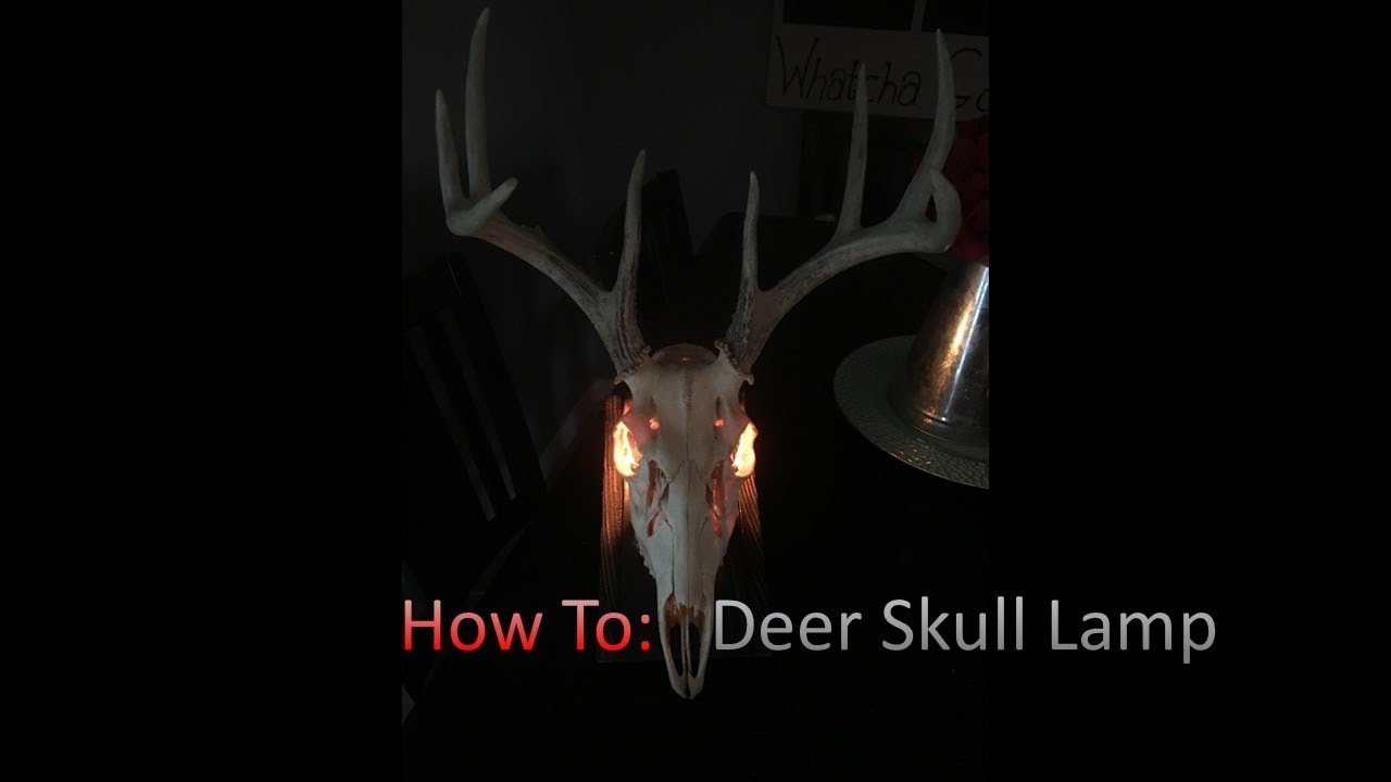 How to Make a Lamp Out of A Deer Skull