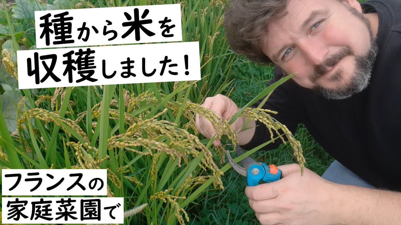 【自分の田んぼ】家庭菜園で、種から米を収穫しました！🌾🍚