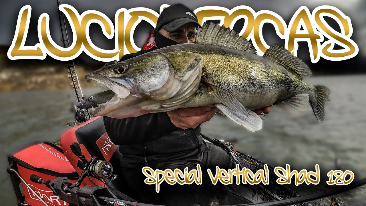 luciopercas special vertical shad roshi fishing softlure