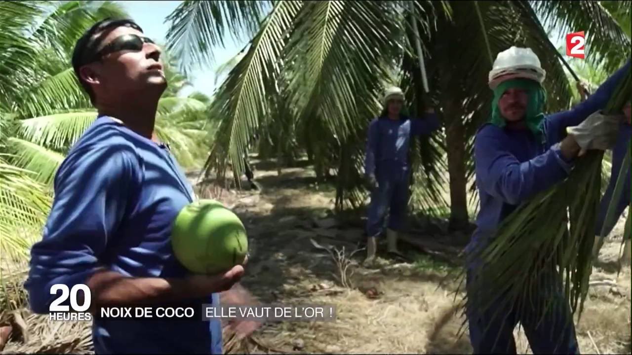 Noix de coco, 2016