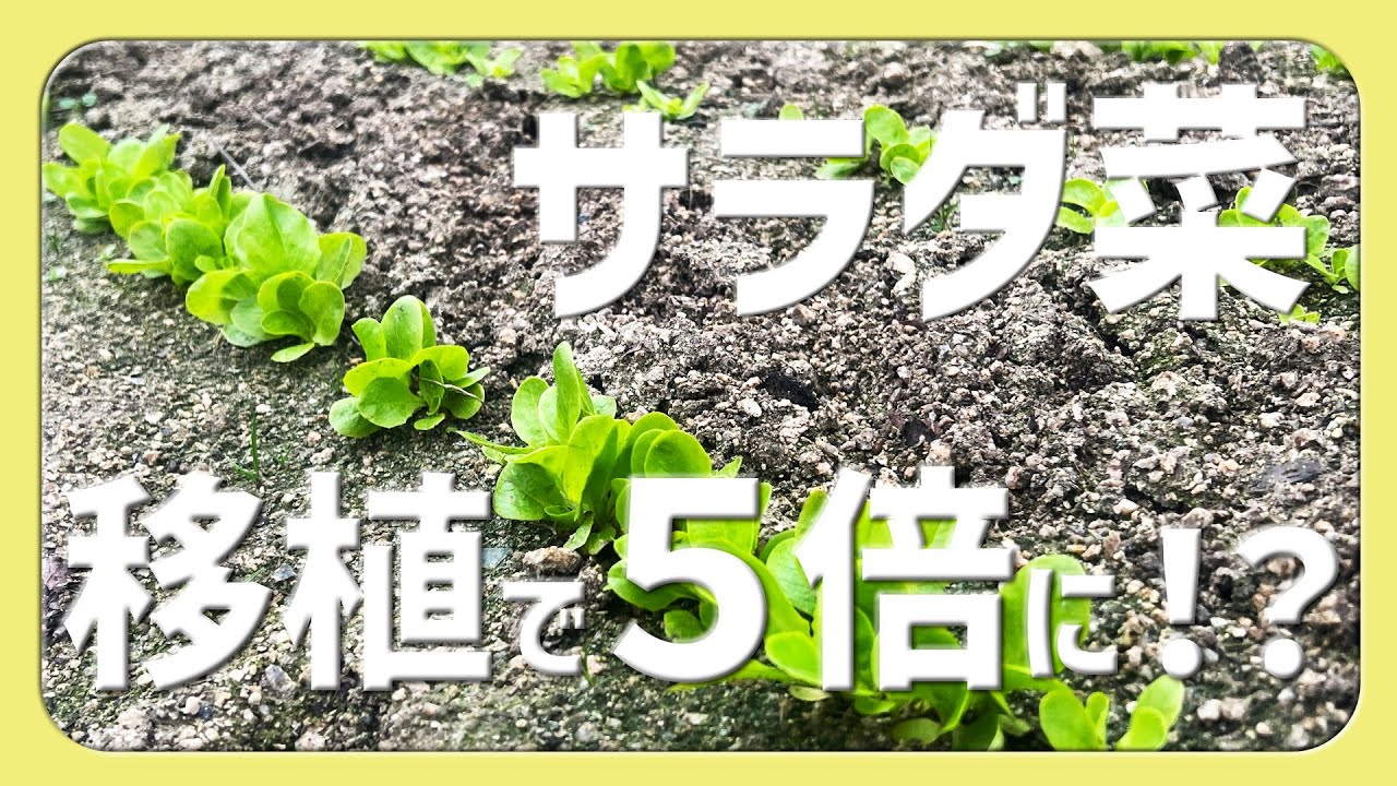 サラダ菜|初心者でも移植で収量5倍に！？【2025.12.24】