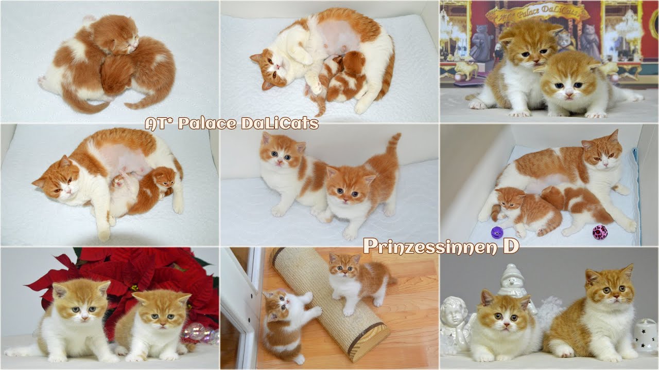 AT* Palace DaLiCats ❤ Princesses D ❤ *09.11.2020 ❤ British Shorthair Red Bicolour ❤ 1-63 days old