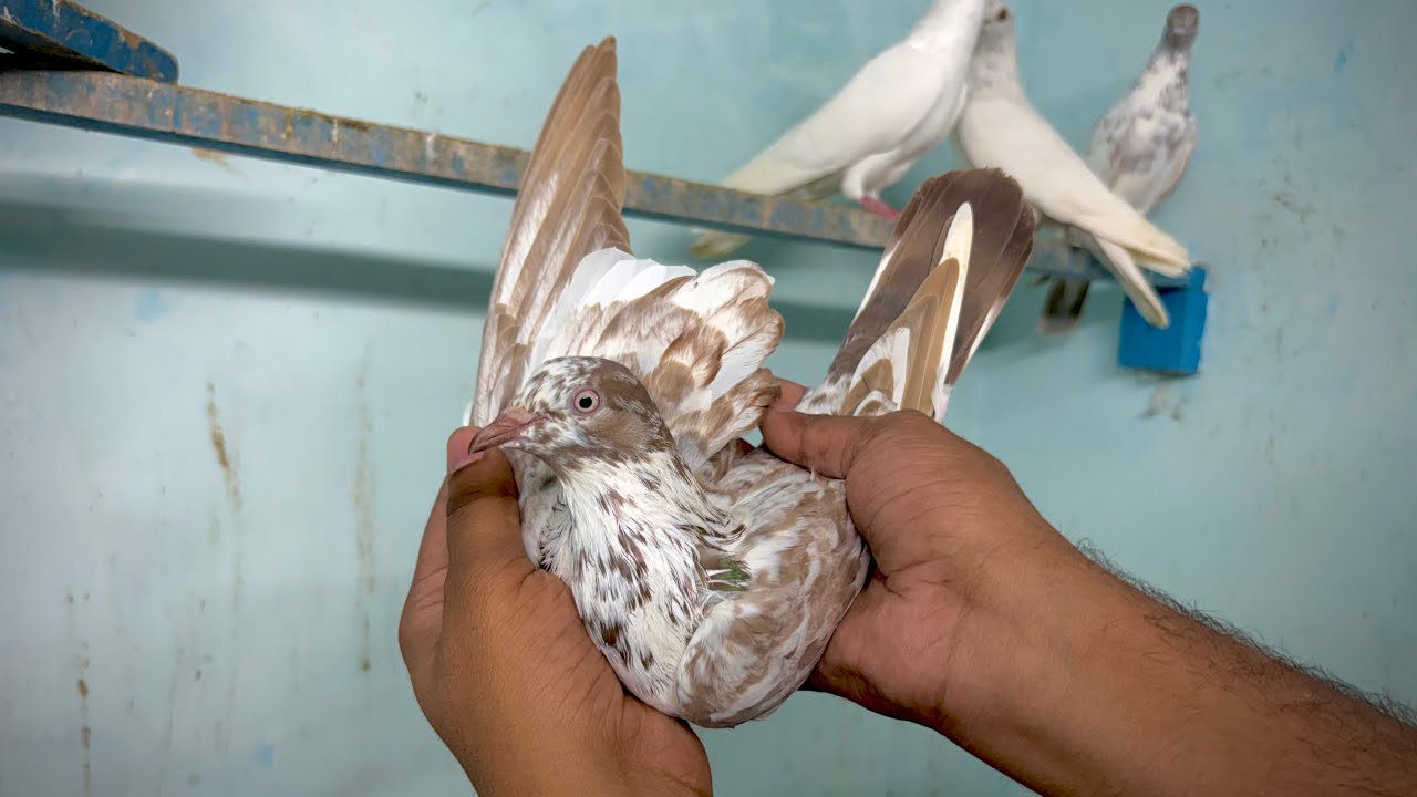 🔥🔥20 पंजाबी मालवई कबूतर 🕊 उड़ान की गारंटी के साथ बिक्री के लिए उपलब्ध है संपर्क करें(🤙8544852583)
