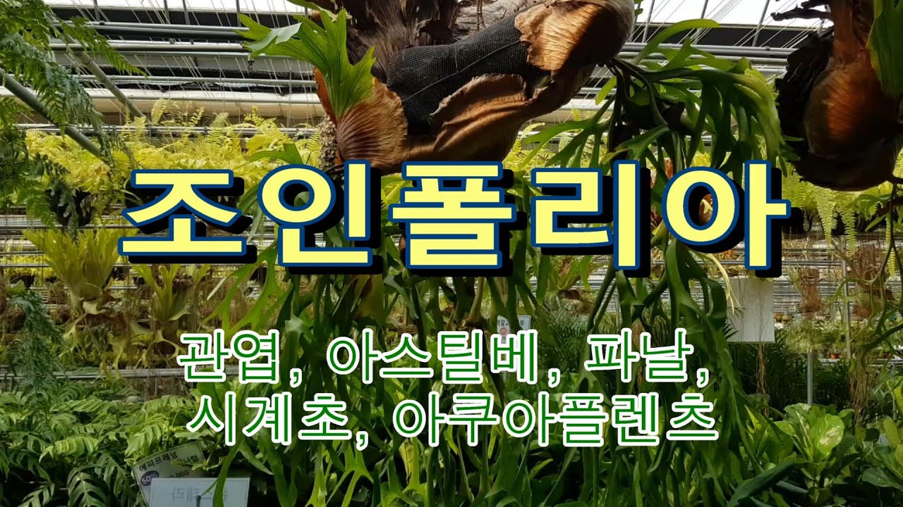 조인폴리아   관엽식물 제라늄 아쿠아플랜츠 은쑥 콘시나 극락조화 아스텔베 워싱톤 아메시스트 에리카 파날