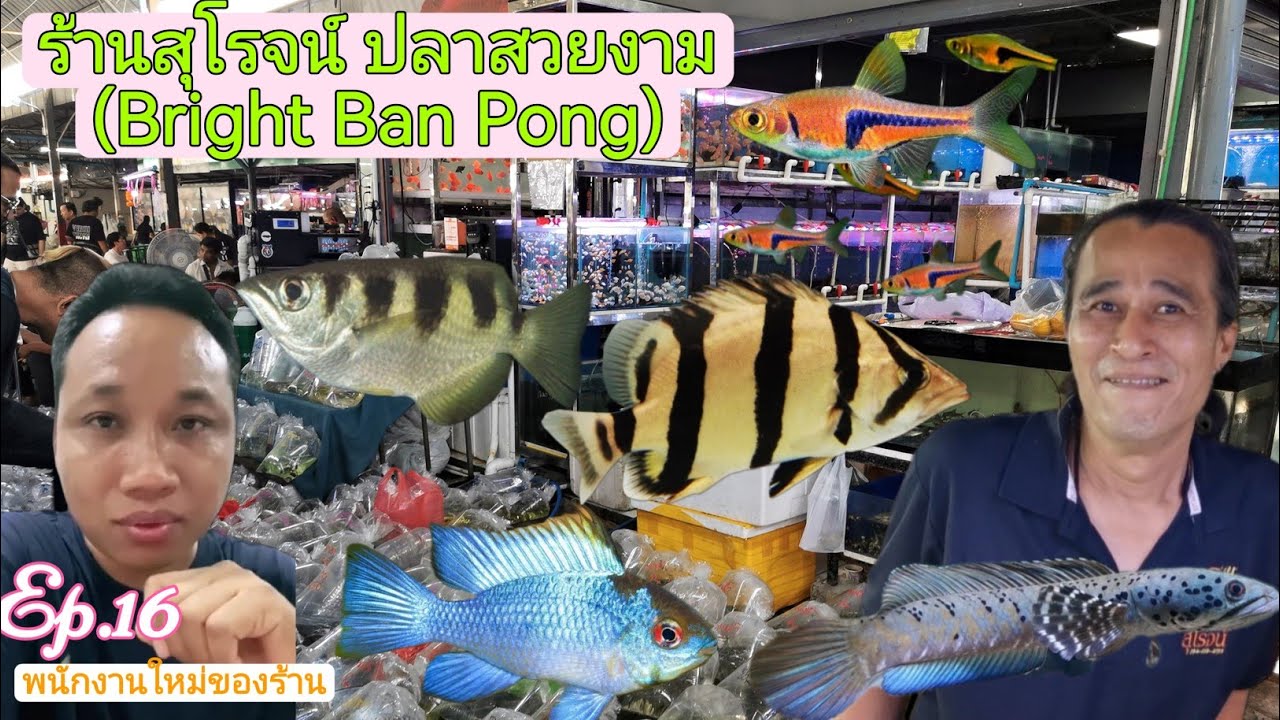ร้านสุ​โรจน์​ ปลา​สวยงาม​ (Bright​ Ban​ Pong)​🐟Ep.16