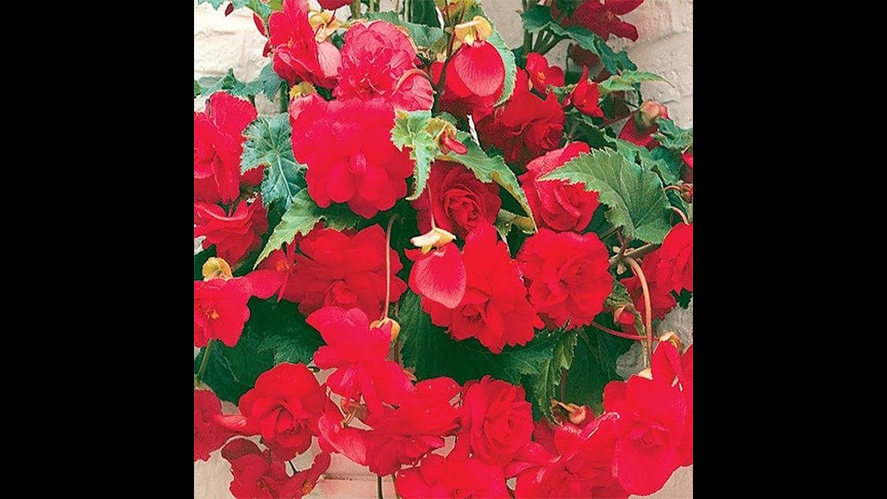 Prolećna sadnja i nega begonija. Gajenje begonija iz gomolja nije teško ali je veoma zahvalno. 🌺🌺🌺🦋🦋