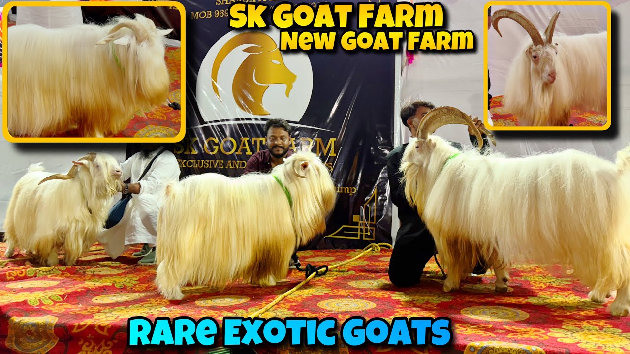 RAREST BANTOM OF INDIA 🤩| UNSEEN EXOTIC Goats of SK Goat Farm