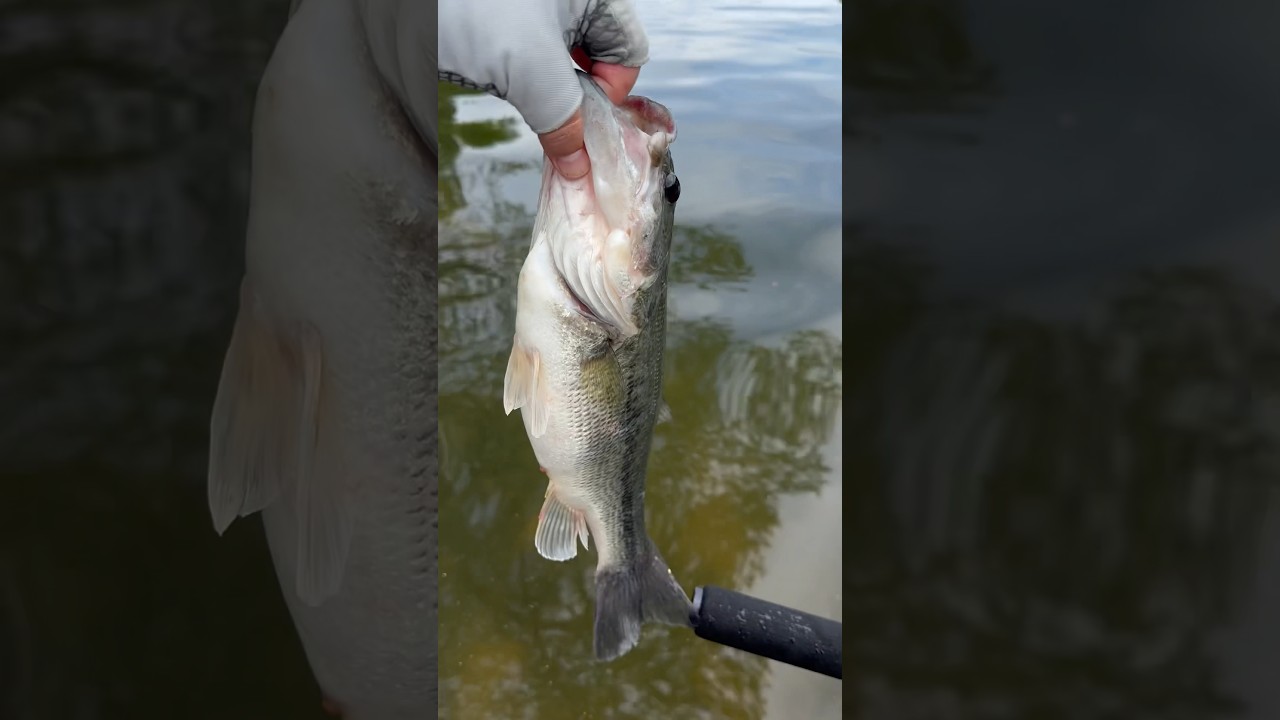 Tournament bass release! Full video now available! 