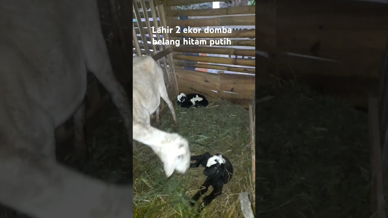 #peternakmuda #sheep #domba #kandang #goat #ternak #sofwahfarm #peternakindonesia