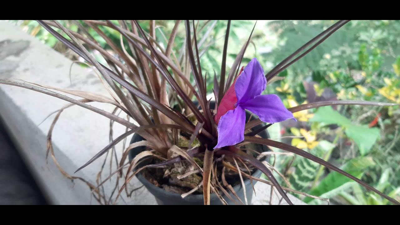 Wallisia cyanea e W. lindeniana.