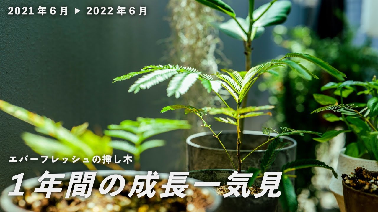 【1年成長一気見】エバーフレッシュの挿し木 #5（1日目〜390日目）
