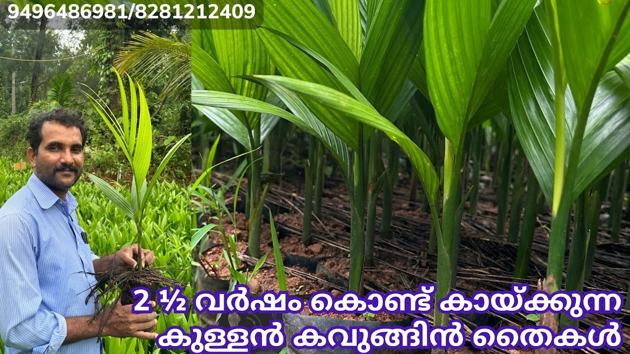 2 ½ വർഷം കൊണ്ട് കായ്ക്കുന്ന കുള്ളൻ കവുങ്ങിൻ തൈകൾ